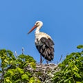 White Stork, Ciconia ciconia on the nest in Oettingen, Swabia, Bavaria, Germany, Europe