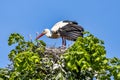 White Stork, Ciconia ciconia on the nest in Oettingen, Swabia, Bavaria, Germany, Europe