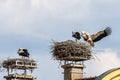 White Stork, Ciconia ciconia on the nest in Oettingen, Swabia, Bavaria, Germany, Europe