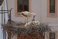 White stork, Ciconia ciconia, in nest on old brick chimney with rusty ladder. Adult stork feeding two chicks. Nesting birds Royalty Free Stock Photo