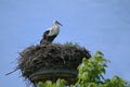 White stork Ciconia ciconia on the nest on a pole, the large bird is returned from the wintering grounds and waits for its Royalty Free Stock Photo