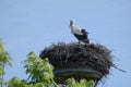 White stork Ciconia ciconia on the nest on a pole with a man-made platform, the large bird is returned from the wintering Royalty Free Stock Photo