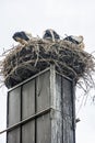 White stork Ciconia ciconia nesting on the roof, Hochstadt, Germany