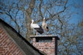 White stork (Ciconia ciconia) pair, belgium Royalty Free Stock Photo