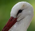 White Stork Portrait Royalty Free Stock Photo