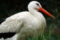 White stork in side view Royalty Free Stock Photo