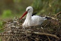 The white stork Ciconia ciconia, sitting on the nest. Breeding seazon for the stork Royalty Free Stock Photo