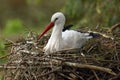 The white stork Ciconia ciconia, sitting on the nest. Breeding seazon for the stork