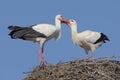 Mr. and Mrs. Ciconia ciconia pampering each other.