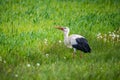 White stork, Ciconia ciconia in spring meadow eating worms Royalty Free Stock Photo