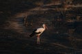 White Stork Ciconia ciconia stand scorched field, in the wild Royalty Free Stock Photo