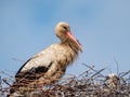 A White Stork (Ciconia Ciconia) Standing In A Nest Made From Twigs And Branches With Blue Sky Background