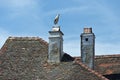 White stork (Ciconia ciconia) standingt on a chimney