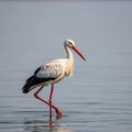 Bird is positioned against a calm blue gray backdrop of water creating Royalty Free Stock Photo