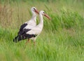 White stork, Ciconia ciconia. Two birds stand in the tall grass