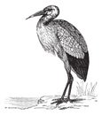 White Stork or Ciconia ciconia vintage engraving