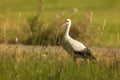 The white stork (Ciconia ciconia) walks in the grass looking for prey Royalty Free Stock Photo