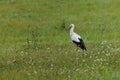The white stork (Ciconia ciconia) walks in the grass looking for prey Royalty Free Stock Photo