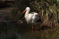 White ciconia bird Royalty Free Stock Photo