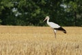 White stork with clipping path