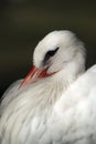 White stork close portrait Royalty Free Stock Photo