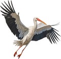 White Stork, Close-up colored-pencil sketch of a White Stork, Ciconia ciconia. AI-Generated.