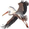 White Stork, Close-up colored-pencil sketch of a White Stork, Ciconia ciconia. AI-Generated.