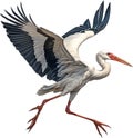 White Stork, Close-up colored-pencil sketch of a White Stork, Ciconia ciconia. AI-Generated.