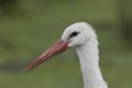 White stork close up portrait Royalty Free Stock Photo