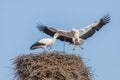 White stork in courtship period in early spring