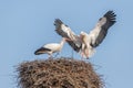 White stork in courtship period in early spring