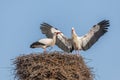 White stork in courtship period in early spring