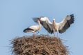 White stork in courtship period in early spring