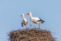 White stork in courtship period in early spring