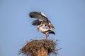 White stork in courtship period in early spring