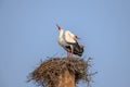 White stork in courtship period in early spring