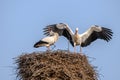 White stork in courtship period in early spring