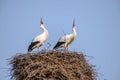 White stork in courtship period in early spring