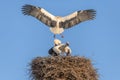 White stork in courtship period in early spring