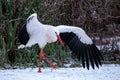 A white stork dances in the snow