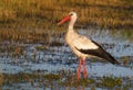 White stork. Early morning bird walks through the swamp