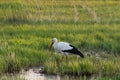 White stork eating in swamp field, spingtime