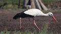 White stork eats mole cricket slow motion