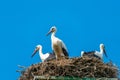 White stork family - Ciconia ciconia Royalty Free Stock Photo