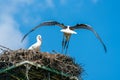 White stork - Ciconia ciconia Royalty Free Stock Photo