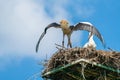 White stork - Ciconia ciconia Royalty Free Stock Photo