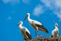 White stork family - Ciconia ciconia Royalty Free Stock Photo