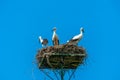 White stork family - Ciconia ciconia Royalty Free Stock Photo