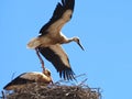 White stork family in its nest with wide spread wings flying Royalty Free Stock Photo