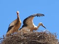 White stork family in its nest with wide spread wings flying Royalty Free Stock Photo